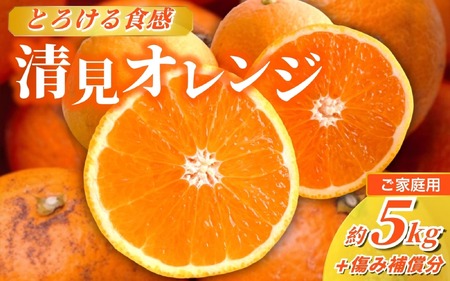 ＜2月より発送＞家庭用 清見オレンジ 5kg+250g（傷み補償分）【光センサー食頃出荷】【樹上完熟きよみオレンジ・清見タンゴール・清美】【わけあり・訳あり】/ オレンジ きよみオレンジ 和歌山 ミカン みかん フルーツ 柑橘【ikd166C】 