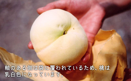 桃 2024年 先行予約 清水白桃 約1.3kg 5～6玉 もも モモ 岡山県産 国産 フルーツ 果物 ギフト