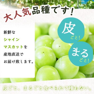 紀州和歌山産シャインマスカット2房(約1kg～1.4kg)【配送不可地域：離島・北海道・沖縄県】