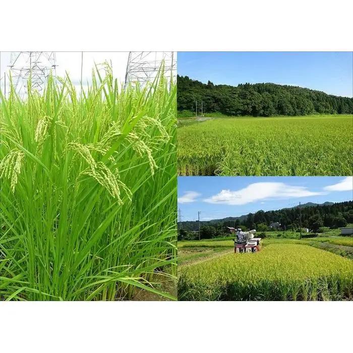 【特別栽培米】新潟県産ミルキークイーン　5kg（越後長岡育ち）