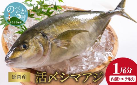 延岡産活〆鮮魚　職人技の脱血鮮魚　シマアジ　B419　請関水産