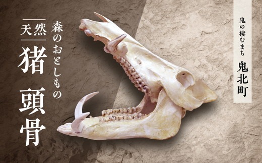 森のおとしもの 【天然猪】猪の頭骨＜頭骨標本 インテリア 民芸品 工芸品 オブジェ 天然 骨 猪 いのしし イノシシ 愛媛県 鬼北町＞ ※北海道・沖縄・離島への配送不可