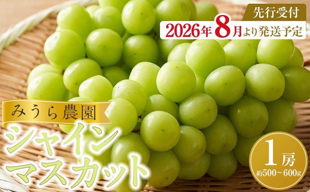 
            【2026年発送分先行予約】シャインマスカット １房（約500～600g）【2026年9月上旬以降順次】
          