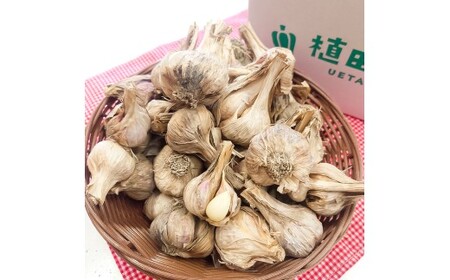 【先行予約】訳あり 植田ファームの自然乾燥にんにく800g〈2026年06月上旬から発送〉 800グラム ニンニク ガーリック お酒 料理 醤油漬け ガーリックオイル ペペロンチーノ パスタ スパゲッ