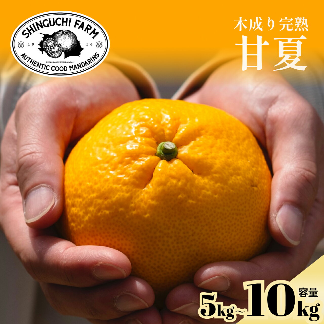 【ふるさと納税】【木成り完熟】甘夏『ほのかな苦味とスッキリした甘み』 5kg / 10kg_ みかん ミカン 蜜柑 甘夏 あまなつ 甘夏みかん 柑橘 果物 フルーツ えひめ 愛媛県 八幡浜市 送料無料 【G1470662】