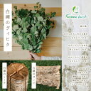 【ふるさと納税】【富良野産】Furano birch Set(白樺のヴィヒタ・白樺のトーチ・白樺のガンビ)【1265626】