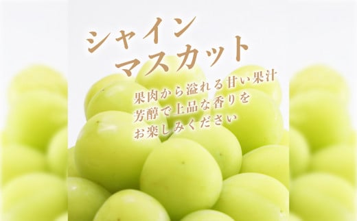【2025年　先行予約】山梨県産　シャインマスカット1房（500g以上）葡萄　ブドウ　フルーツ　デザート　糖度　甘い　山梨 1房（500g以上）