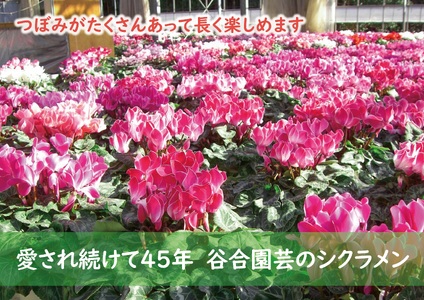 ★12月21日までの限定★　シクラメン（ピンク系　５号鉢）