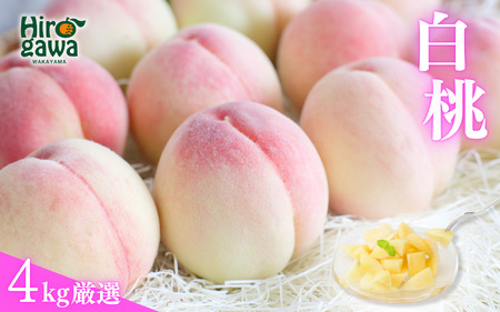 厳選 白桃 4kg / 桃 もも 甘い 高級 和歌山 ※7月上旬～8月中旬に順次発送 ※北海道・沖縄・離島への配送不可 【ikd501-p-4A】