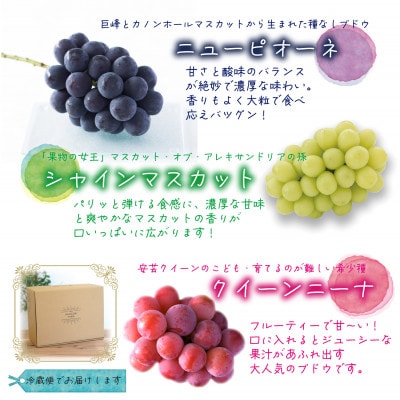 岡山　花笑み農園『彩り3種セット』(シャイン、クイーンニーナ、ピオーネ)(3房)家庭用　3M-2家【配送不可地域：離島・北海道・沖縄県】