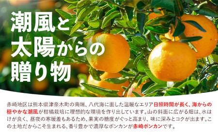 訳あり ポンカン 5kg 20-25玉 サイズ混合《2月中旬-3月中旬出荷予定(土日祝除く)》熊本県 葦北郡 津奈木町 ポンカン みかん 柑橘 送料無料