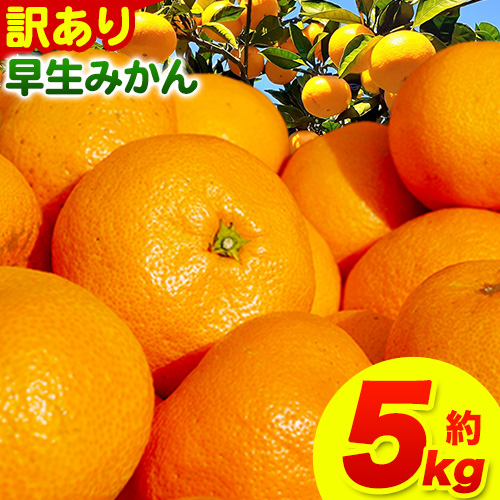 訳あり 早生 みかん 5kg ( サイズ 不選別 ) どの坂果樹園《12月上旬-2月上旬頃出荷》和歌山県 日高川町 みかん ご家庭用 産地直送 家庭用 規格外 不揃い わけありみかん 期間限定 旬フルーツ 果物 柑橘 サイズ 不選別 5キロ 送料無料