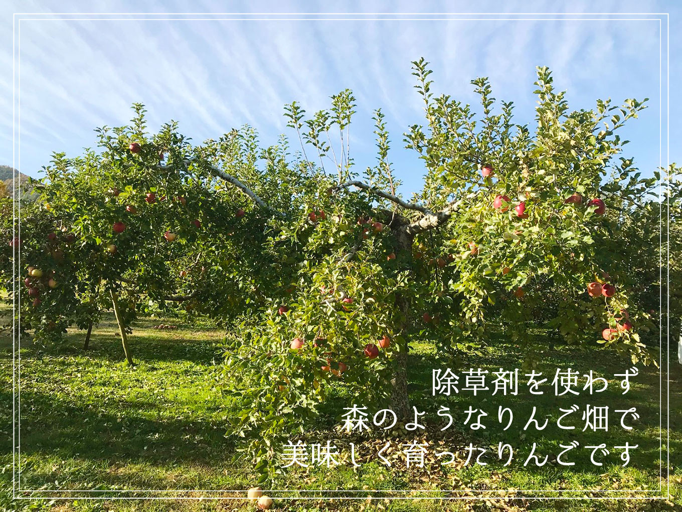 除草剤を一切使わず、土を大切にしています