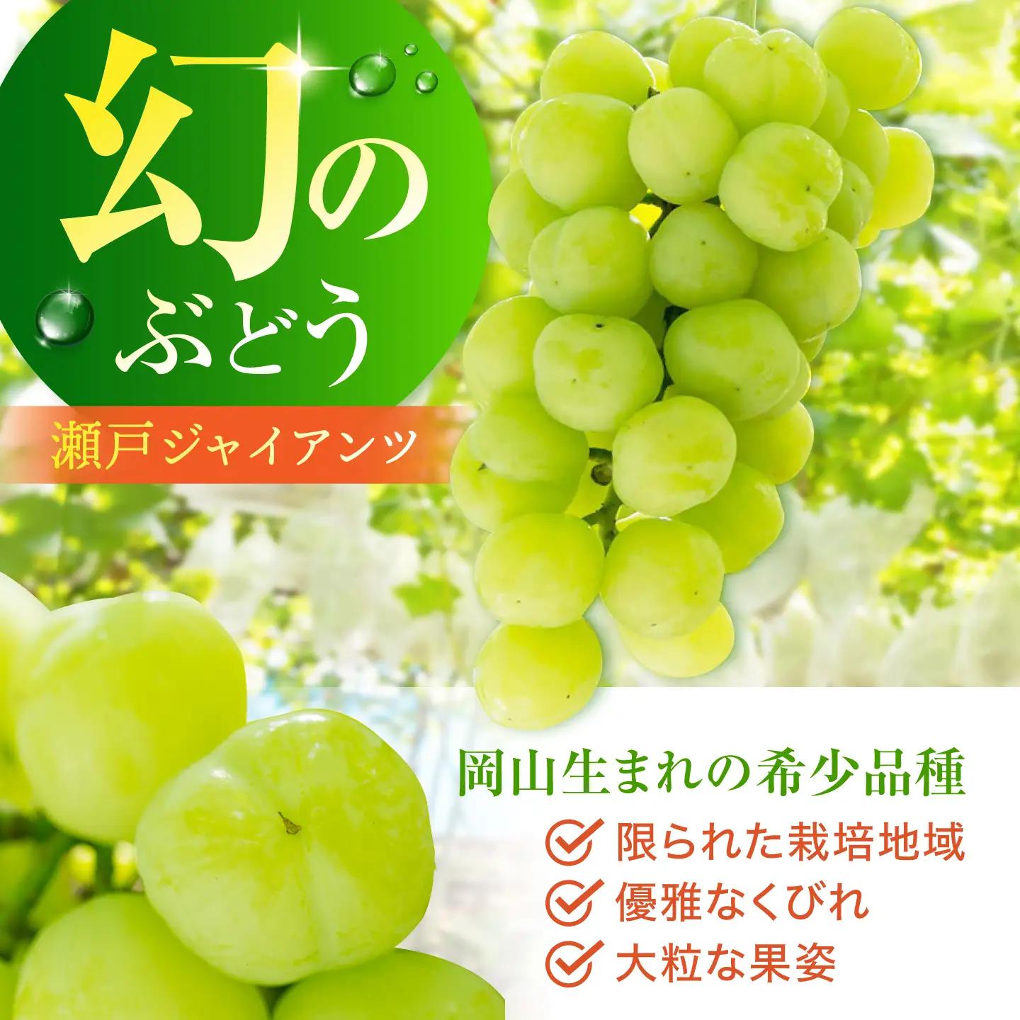 【先行予約】 瀬戸ジャイアンツ 900g以上 【小林農園】 / ブドウ ぶどう 果物 種なし[HAX003]
