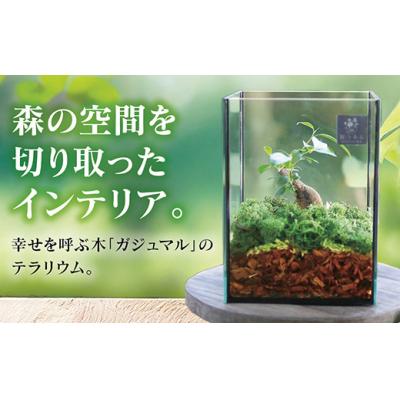 ふるさと納税 山口市 観葉植物[テラリウムSサイズ](花うるるモダンインテリアギフトガジュマルガラスケース D041