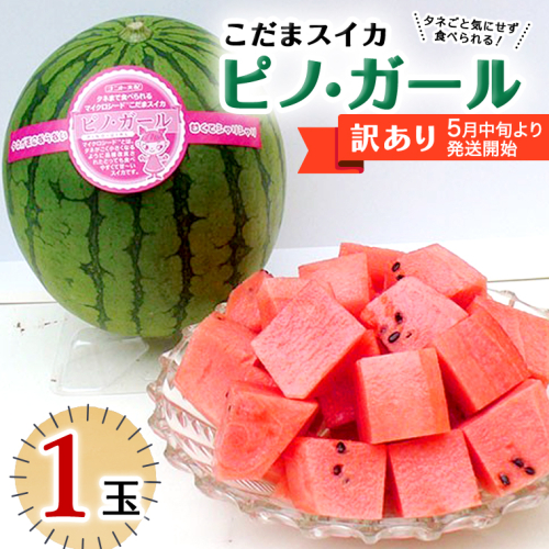 【 訳あり 】こだまスイカ ピノ・ガール（ １玉 ） 【 2026年5月中旬より発送開始 】 感動必至！ タネが気にならない すいか スイカ 西瓜 旬 旬の果実 旬のフルーツ くだもの 果実 フルーツ 夏 小玉スイカ 小玉 美味しい 茨城 [BC058sa]