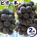 【ふるさと納税】【2025年先行予約】岡山県産 ピオーネ 2房 約500g×2 晴れの国 晴れの国 おかやま館(フルーツランド岡山)《2025年7月中旬-9月中旬頃出荷》岡山県 浅口市 マスカット ぶどう 葡萄 果物 フルーツ 送料無料【配送不可地域あり】