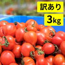 【訳あり】めぐみでぃトマト 3kg 若狭の恵 越のルビー / 産地直送 とまと 野菜 3キロ 夏 自家栽培 ミディトマト 福井 小浜 ハウス栽培 スープ 規格外 不揃い