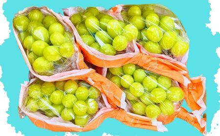 ぶどう 先行予約 長野県産 シャインマスカット 約2kg 訳あり 葡萄 ブドウ 果物 フルーツ シャイン マスカット デザート おやつ 信州 2024年秋発送