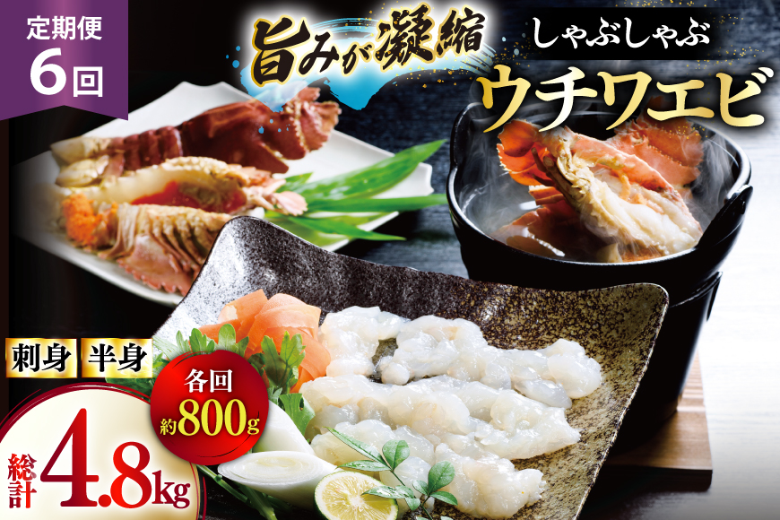 うちわえび エビ 海老 刺身 しゃぶしゃぶ 海鮮 6回 定期便 ウチワエビ刺身 約400g・ウチワエビ半身 約400g セット 総計4.8kg [ひばり 長崎県 平戸市 hr42bgy420357] 鍋 魚介 海産物 刺し身 冷凍 新鮮 国産 お取り寄せ