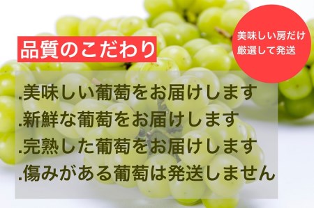 【?先行予約?2024年/令和6年発送分】【訳あり】ご家庭用シャインマスカット2.3kg