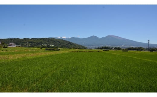 【令和7年産・玄米4kg×12カ月定期便】特別栽培米　五郎兵衛米 〈2025年9月中旬頃～順次発送〉 先行予約　新米　信州　こしひかり【 長野県 佐久市 】