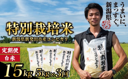 【令和7年産定期便3ヵ月】 定期便 コシヒカリ 白米 5kg 3ヵ月 15kg 令和7年産 特別栽培米 こしひかり 米 お米 こめ 新潟米 新潟県産 新潟産 新潟 新潟県 新発田産 新発田 新発田市 斗伸 toushin04201