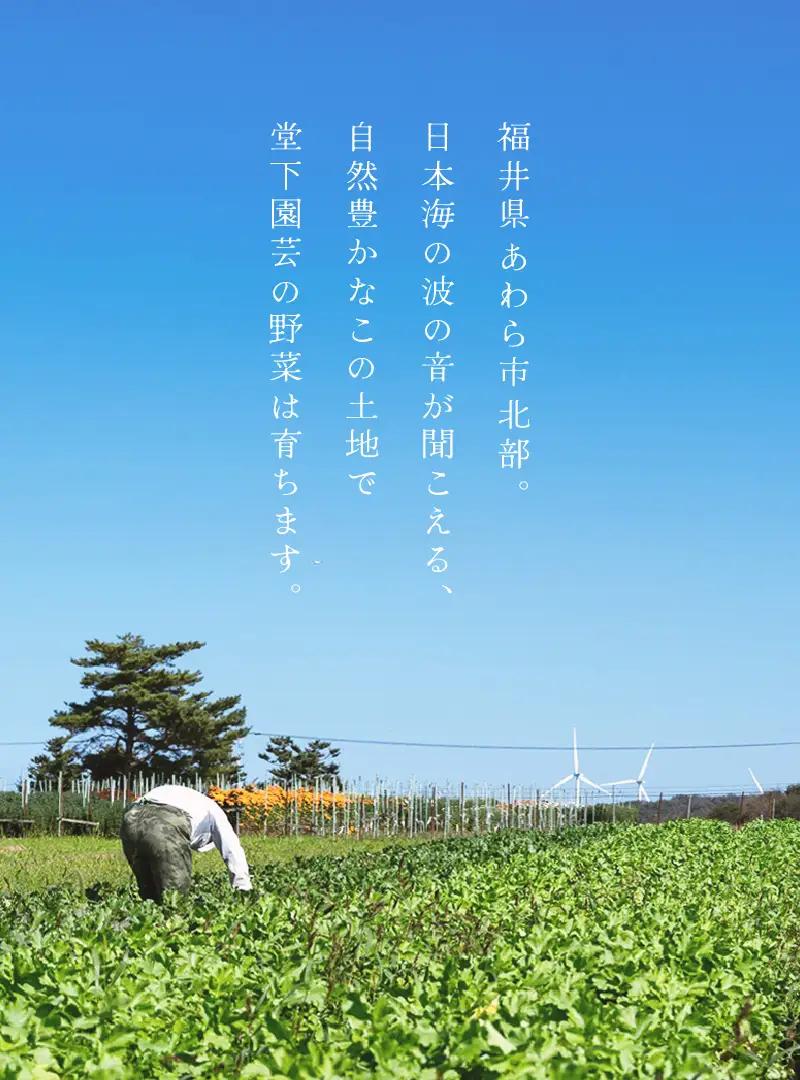 【先行予約】農家直送 春野菜セット 1箱 7品目以上 《元気に育った新鮮野菜！》／ 季節 春 野菜 ボックス BOX セット セレクト 農家 おまかせ 多品目 旬 詰め合わせ  ※2027年4月下旬以