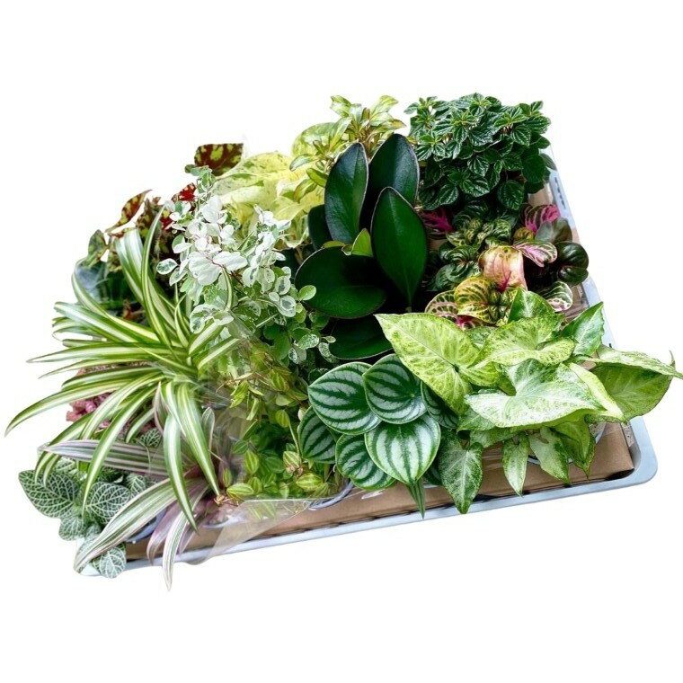 【ふるさと納税】G0749【期間限定】蒲郡で栽培した観葉植物セット（15種）