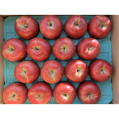 【ふるさと納税】シャキッ!甘～い!シナノスイート 贈答用 約5kg【1550102】