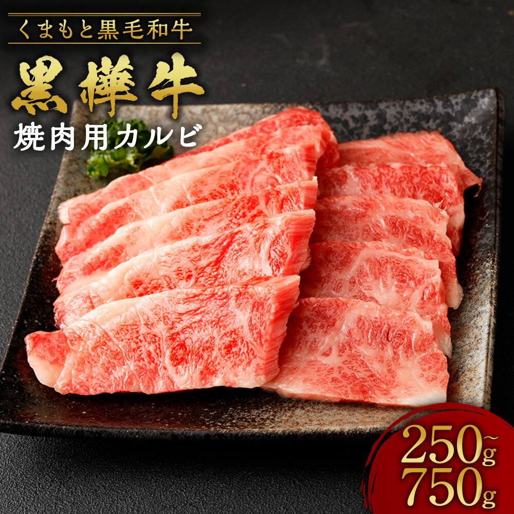 【ふるさと納税】くまもと黒毛和牛 黒樺牛 A4~A5等級 焼肉用カルビ 【選べる容量】 合計250g 250g×1パック or 合計500g 250g×2パック or 合計750g 250g×3パック 牛肉 和牛 お肉 黒毛和牛 カルビ 焼肉 BBQ 国産 九州産 熊本県産 冷凍 送料無料