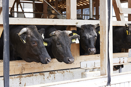 【森三商会】4等級以上の未経産雌牛限定　近江牛赤身焼肉500g（モモ）【GM13SM】