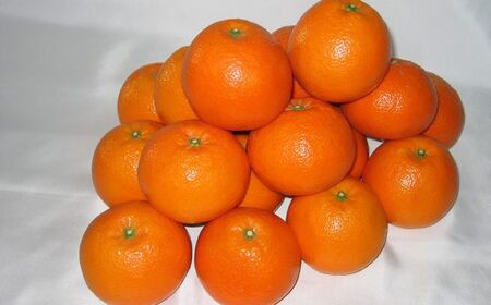 【先行予約】【数量限定】JAにしうわ みつる共選 伊予柑 約10kg ※離島への配送不可（2026年1月上旬より順次発送予定） 【 みかん ミカン 伊予柑 いよかん 果物 】 IKTBC007
