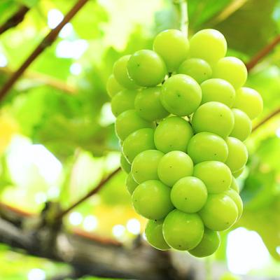 ふるさと納税 三条市 先行受付 シャインマスカット 1.2kg 果物 新潟県 三条市産 [小林農園]【013P027】 |  | 01