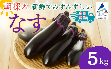 なす 5kg(50個以上) なす ナス 茄子 野菜 | 石川県 小松市 JAあぐり ar006m04