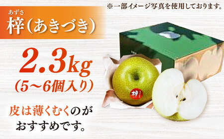 【2026年発送分 先行予約】【化粧箱入り】梓（あきづき）5-6個入（約2.3kg） / 佐賀県 / 大川三世代 [41AEAB002]
