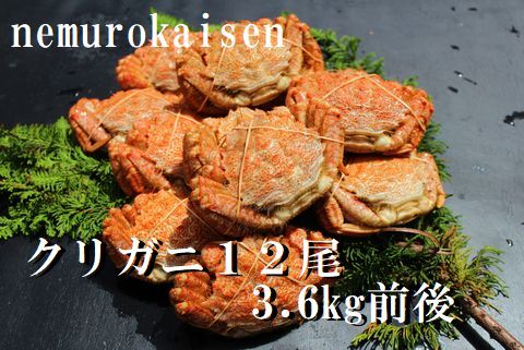 【12/31決済分まで1月中配送】 【北海道根室産】クリガニ12尾(計3.6kg前後) D-57030