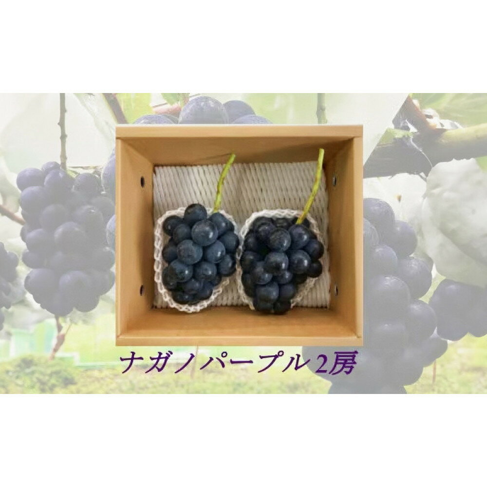 【ふるさと納税】信州産ナガノパープル　2房（合計1kg以上）【大粒＆大房】（9月発送） | 大粒＆大房 果物 ぶどう フルーツ 種なし 皮ごと 食べ応え 秋の味覚