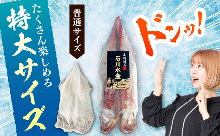 【特大】 剣先 イカ （ 生 冷凍 ）2枚 《対馬市》【石川水産】刺身 塩辛 鮮度抜群 海鮮[WAB027]