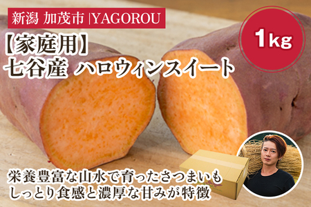 【2025年先行予約】【家庭用】ハロウィンスイート 1kg（A品・B品混在） 新潟県加茂市七谷産 さつまいも《10月下旬〜順次発送》 サツマイモ お芋 焼き芋 スイートポテト 野菜 根菜 低温熟成 加茂市 YAGOROU ヤゴロウ