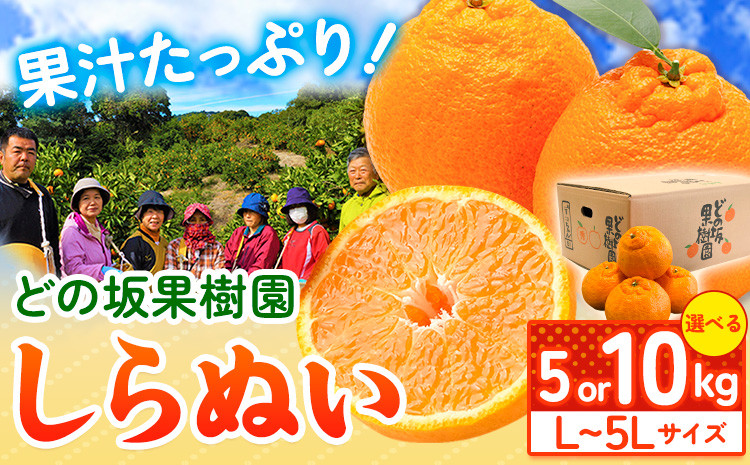 
                   受付延長！《プリっと濃厚》不知火 ( デコポン と同品種 ) しらぬい 約 5kg または 約 10kg (L～5Lサイズ) どの坂果樹園《2026年2月中旬-5月上旬頃出荷》 和歌山県 日高町 しらぬい 不知火 デコポン でこぽん 旬 果物 フルーツ 柑橘 産地直送 送料無料
                