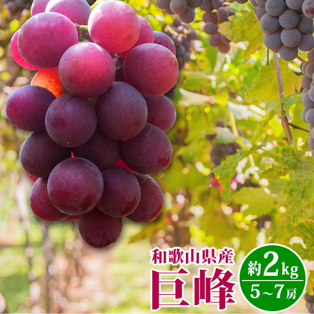 G7309_紀州和歌山産の巨峰ぶどう 約2kg