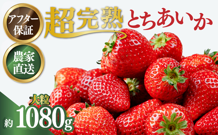 いちご【1月発送】朝採れとちあいか レギュラー 計1080g |イチゴ 栃木県 茂木町