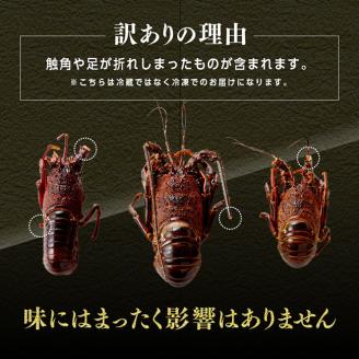 【訳あり】冷凍伊勢海老（小）500g　(3～5尾)【 魚介類 えび 伊勢えび イセエビ】[C01705]