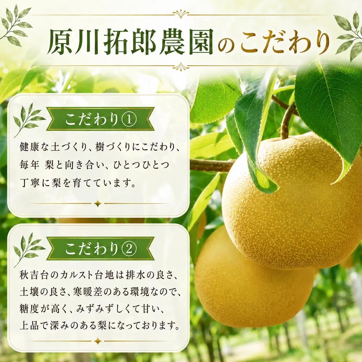 美祢市秋芳町産 二十世紀梨 （5~6玉）【先行予約：9月より発送予定】