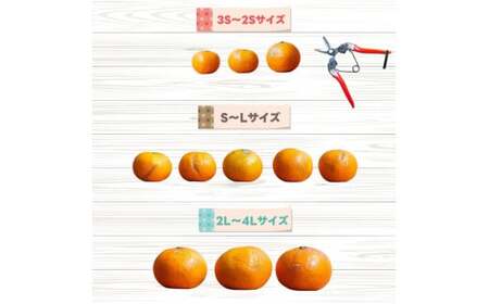 【家庭用】 はるみ 1kg+250g（痛み補償分）光センサー選別 / 訳あり 有田 みかん 柑橘 蜜柑 くだもの 果物 果実 フルーツ 和歌山 デコポン の姉妹品種 ※2月上旬～3月下旬頃に順次発送予
