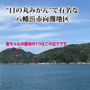 聖ちゃんの「媛一みかん」2Lサイズ  約7.5kg【C39-14】【配送不可地域：離島】【1491362】