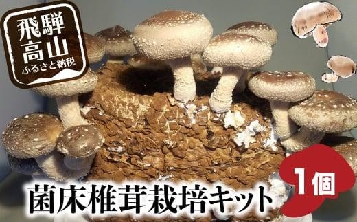 菌床椎茸栽培キット 1個 | しいたけ シイタケ 椎茸 栽培キット 栽培 菌床 しいたけ菌 椎茸菌 夏休み 自由研究 5000円 飛騨高山きのこの里 GK003