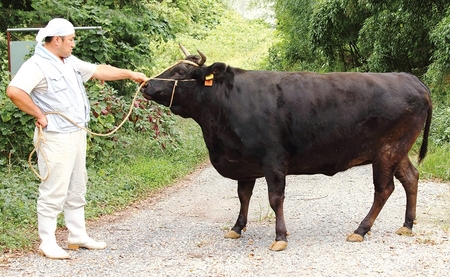 毎月お届け 純近江牛 小分けが便利な牛こま肉定期便【毎月お届け：全12回】[0384]