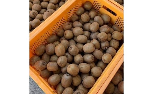 和歌山産 キウイフルーツ 約1.2kg 秀品 ［US62］